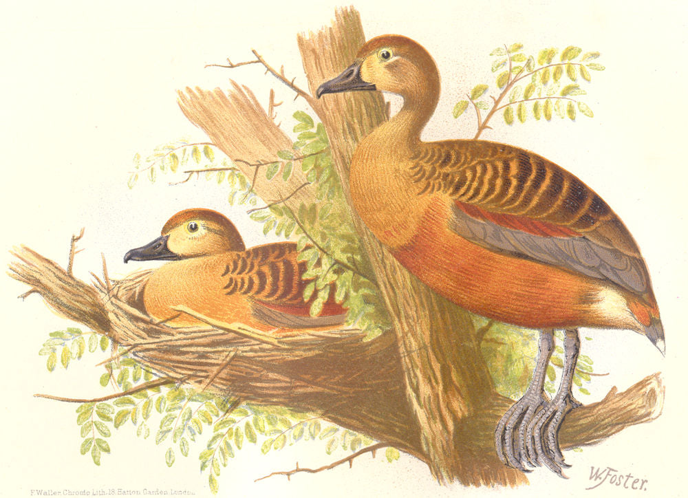 INDIAN GAME BIRDS. Small Whistler (Dendrocygna Arcuata). Chromolitho. FINN 1915